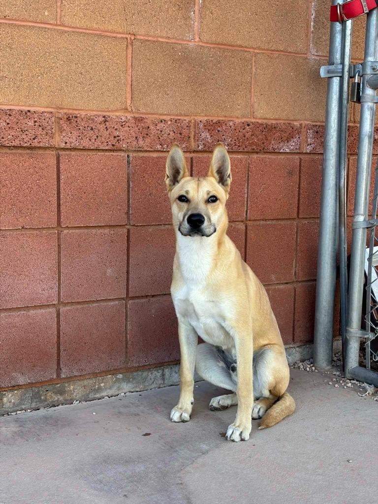 Enlarge Scooby, a ADOPTABLE Mixed Breed in Hurricane, UT image 1/3