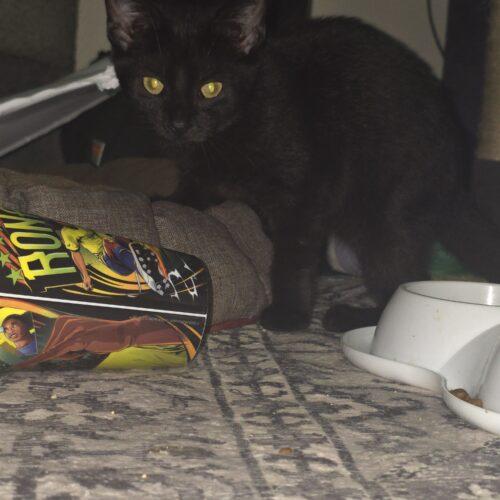 Lancaster, Adoptable, Kitten Female Domestic Short Hair.
