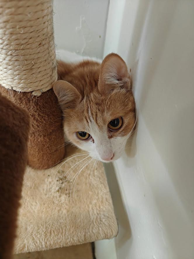 Enlarge Pumpkin, a Adoptable Domestic Short Hair in Carson City, NV image 1/2