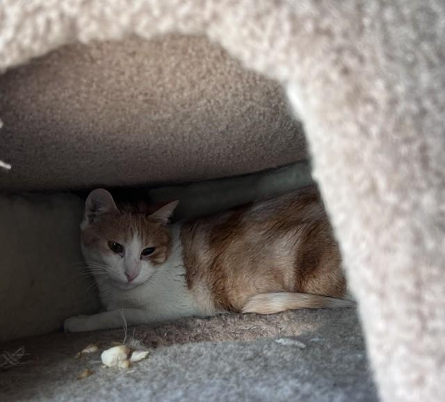 Enlarge Pumpkin, a Adoptable Domestic Short Hair in Carson City, NV image 2/2