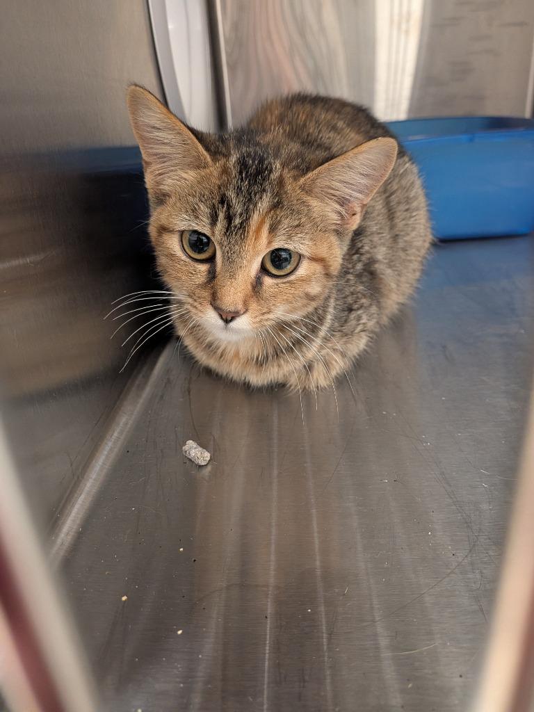 Kim, Adoptable, Kitten Female Domestic Short Hair.