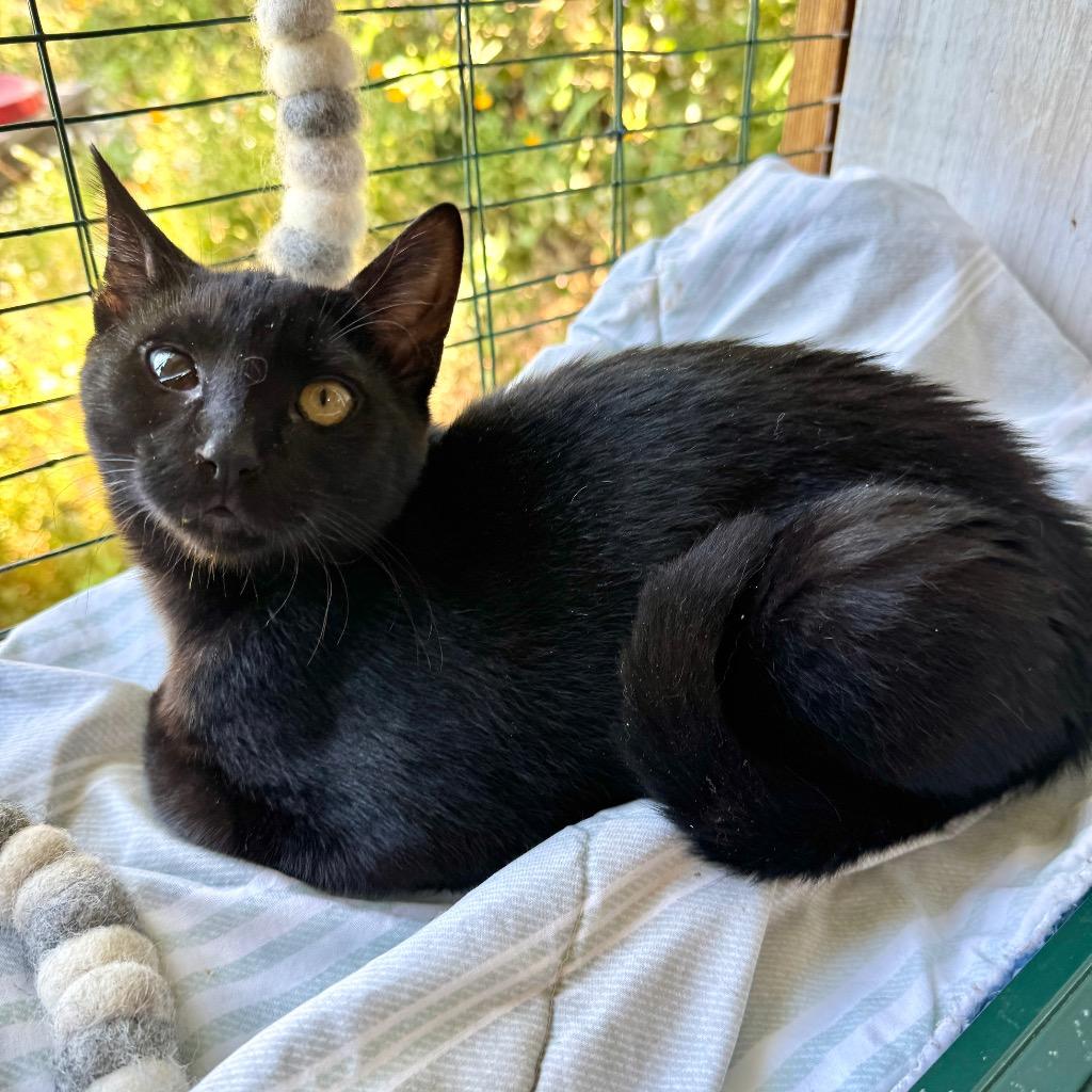 Cleo, Adoptable, Kitten Female Domestic Short Hair.