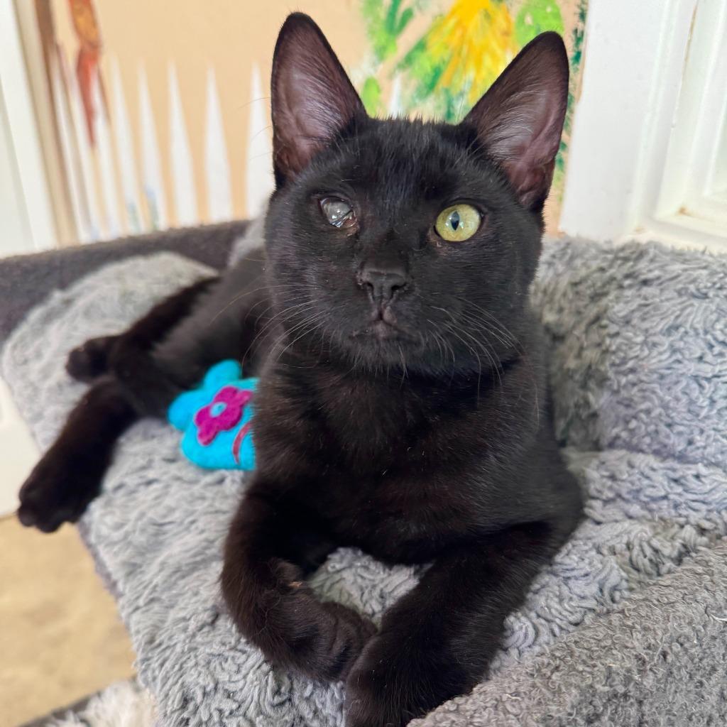 Enlarge Cleo, a Adoptable mixed breed in Cambria, CA image 2/6
