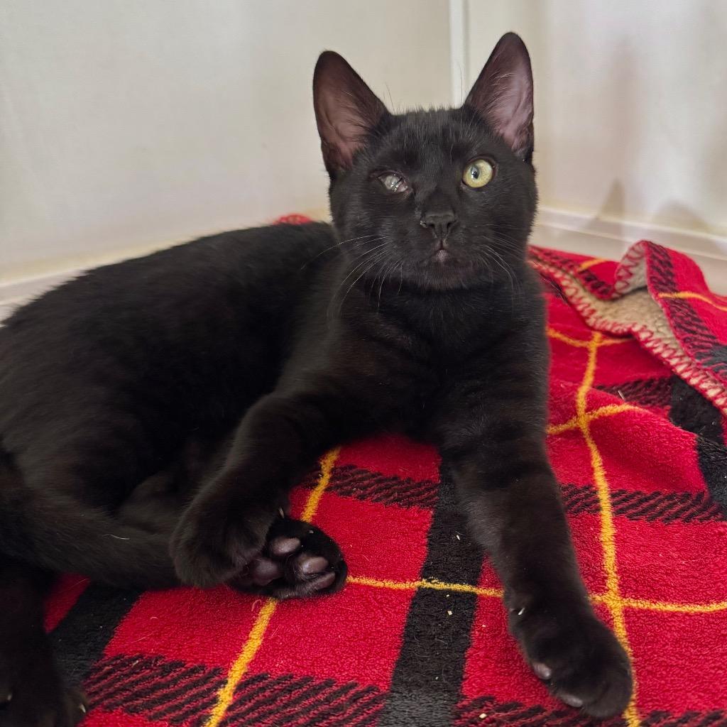 Enlarge Cleo, a Adoptable mixed breed in Cambria, CA image 3/6