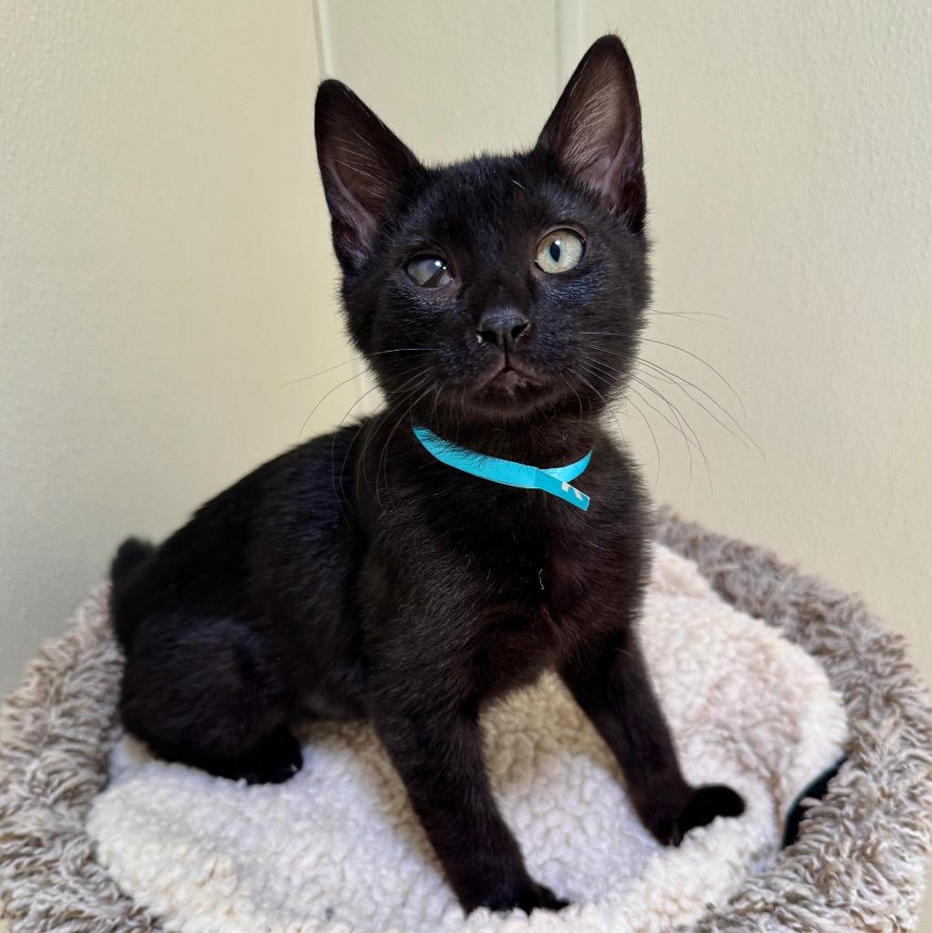 Enlarge Cleo, a Adoptable mixed breed in Cambria, CA image 1/1