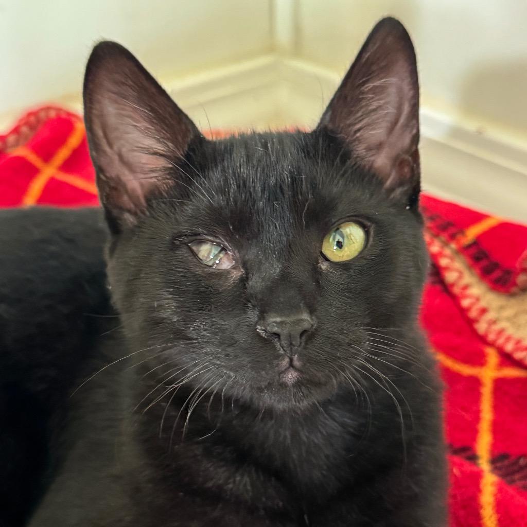 Enlarge Cleo, a Adoptable mixed breed in Cambria, CA image 6/6