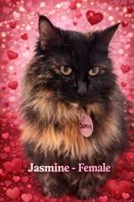 Enlarge Jasmine, a Adopted mixed breed in Mustang, OK image 1/1