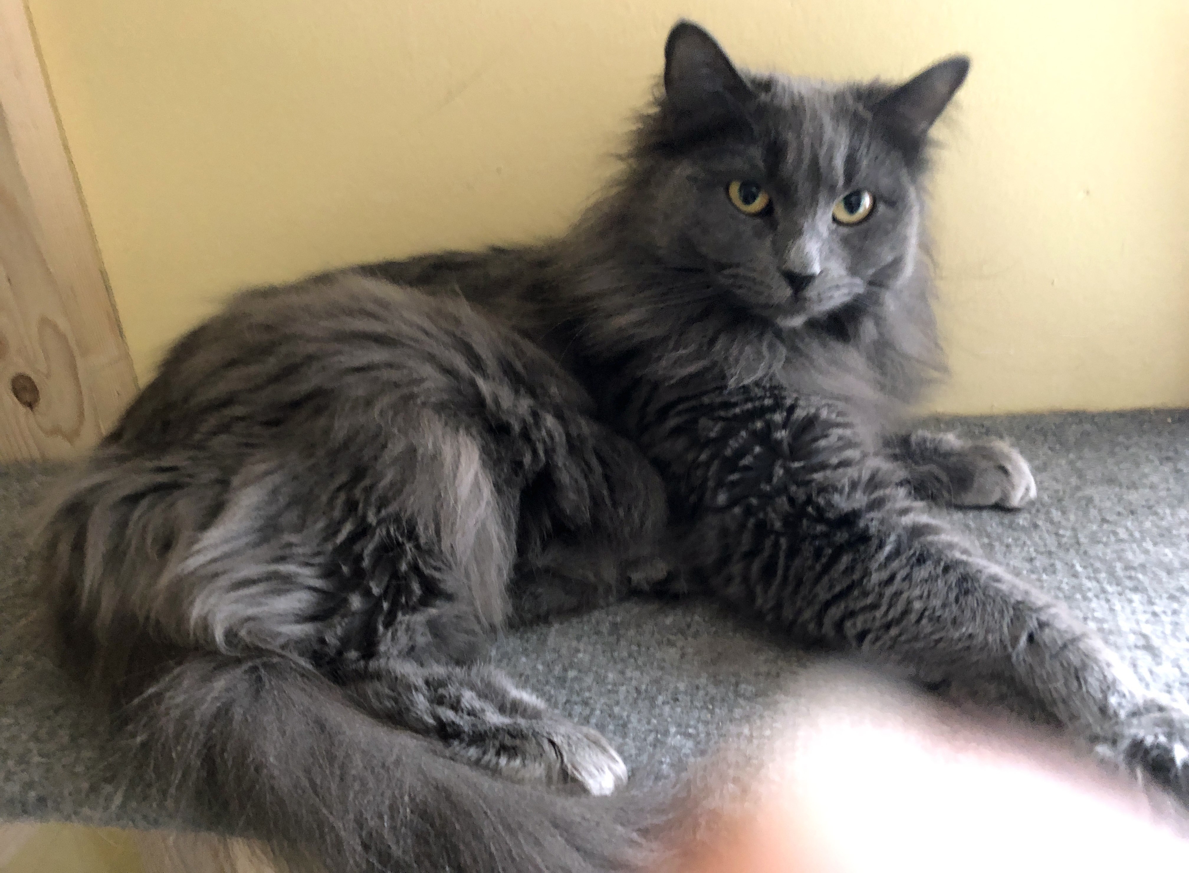 Storm, an adoptable Domestic Long Hair in Prescott, AZ, 86301 | Photo Image 1