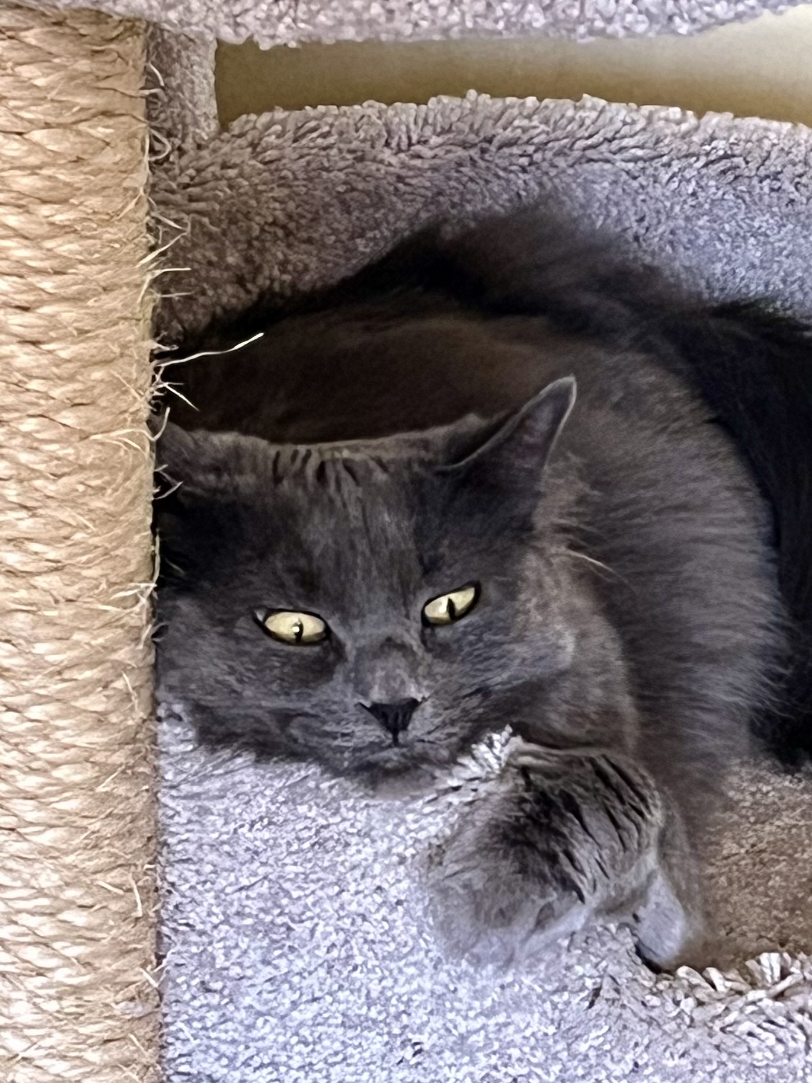 Storm, an adoptable Domestic Long Hair in Prescott, AZ, 86301 | Photo Image 4