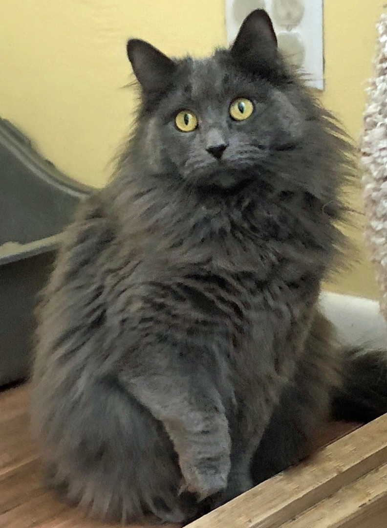 Storm, an adoptable Domestic Long Hair in Prescott, AZ, 86301 | Photo Image 3