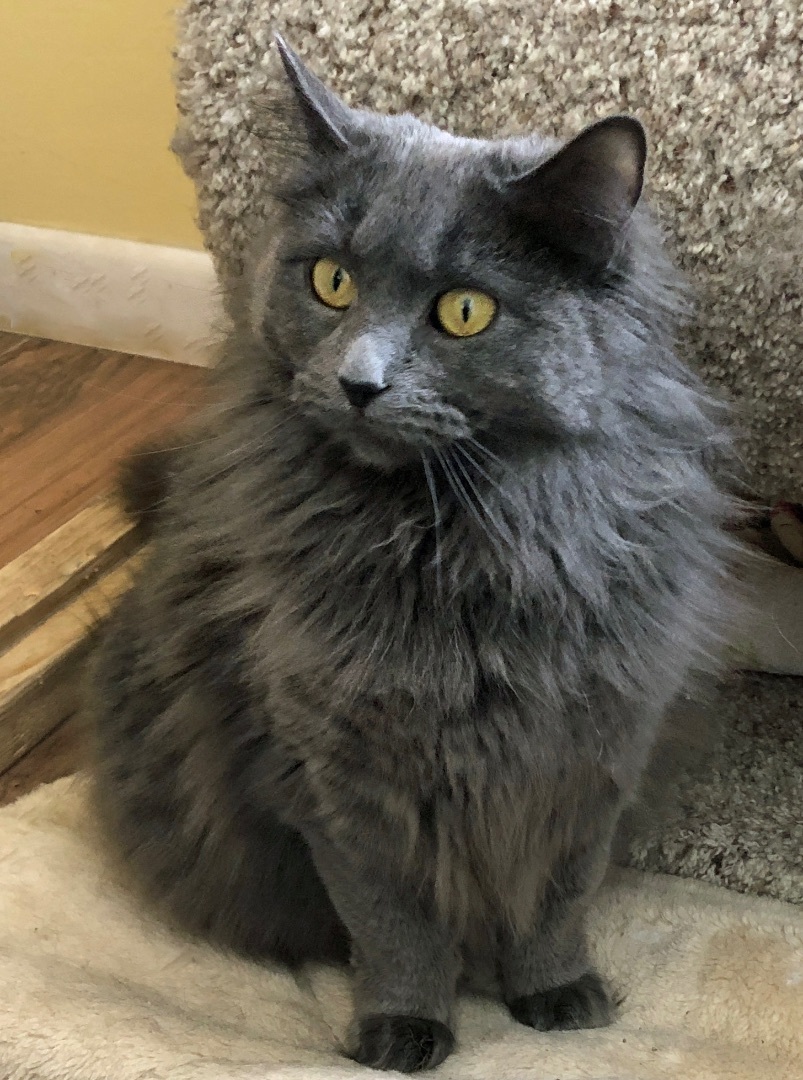 Storm, a Adoptable mixed breed in Prescott, AZ image 4/5