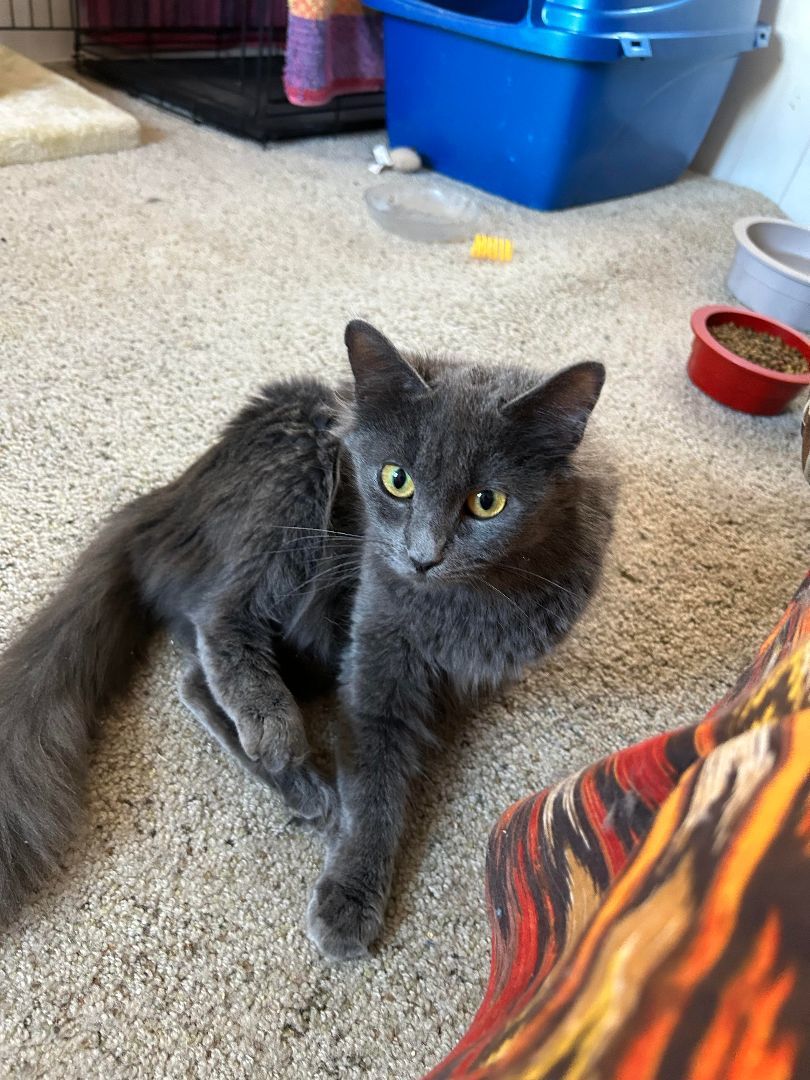 Storm, a Adoptable mixed breed in Prescott, AZ image 5/5