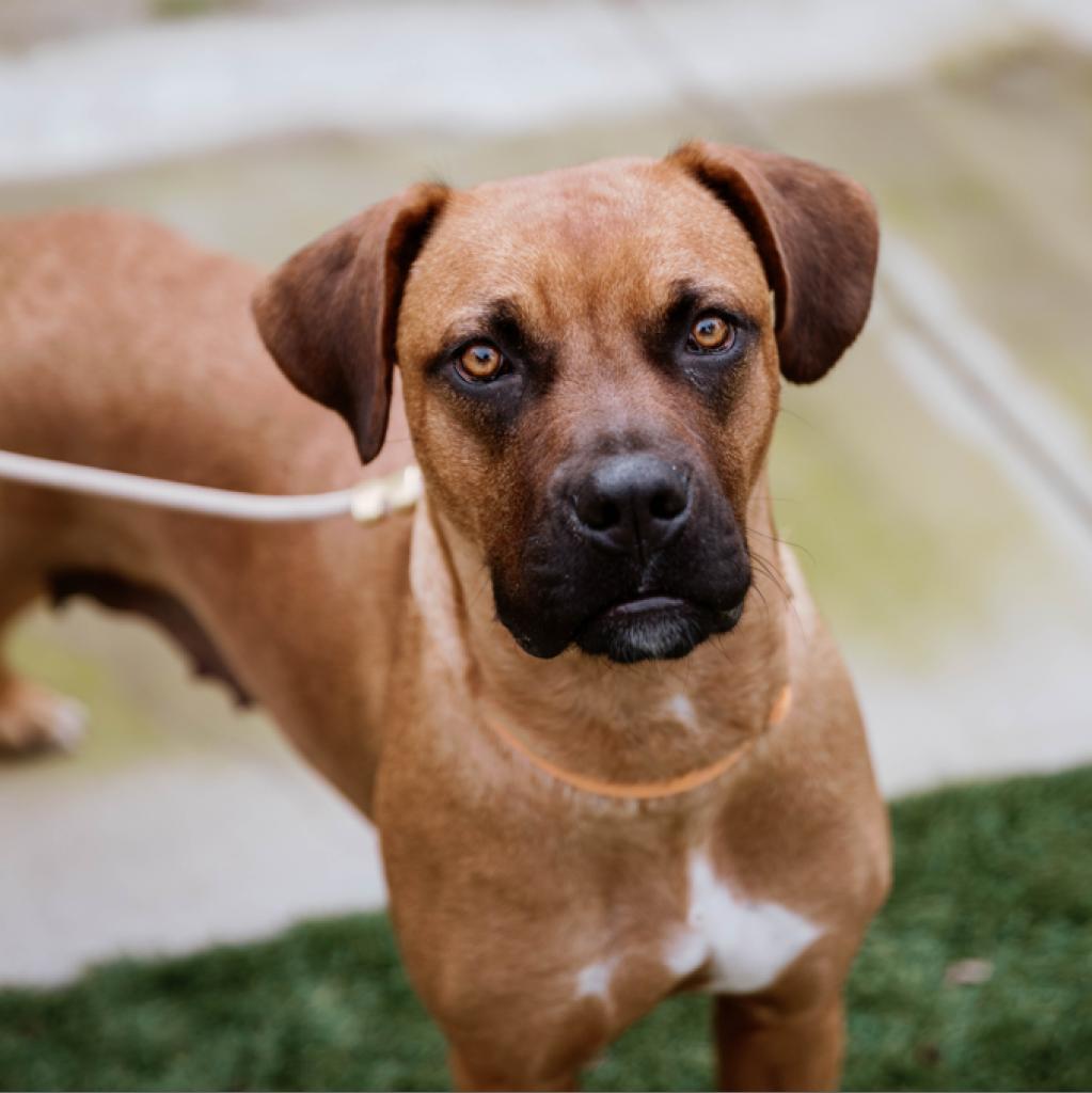 Missy, Adult Female Dogue de Bordeaux