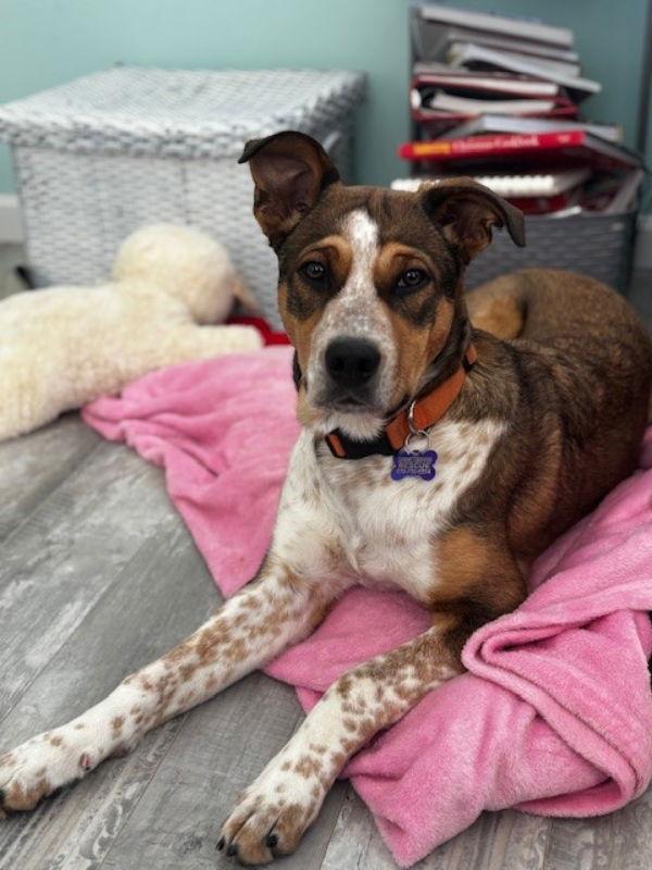 Rolo, Adoptable, Young Male German Shepherd Dog & Collie.