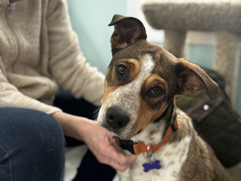Enlarge Rolo, a Adoptable mixed breed in East Derry, NH image 2/3