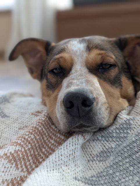 Enlarge Rolo, a Adoptable mixed breed in East Derry, NH image 3/3