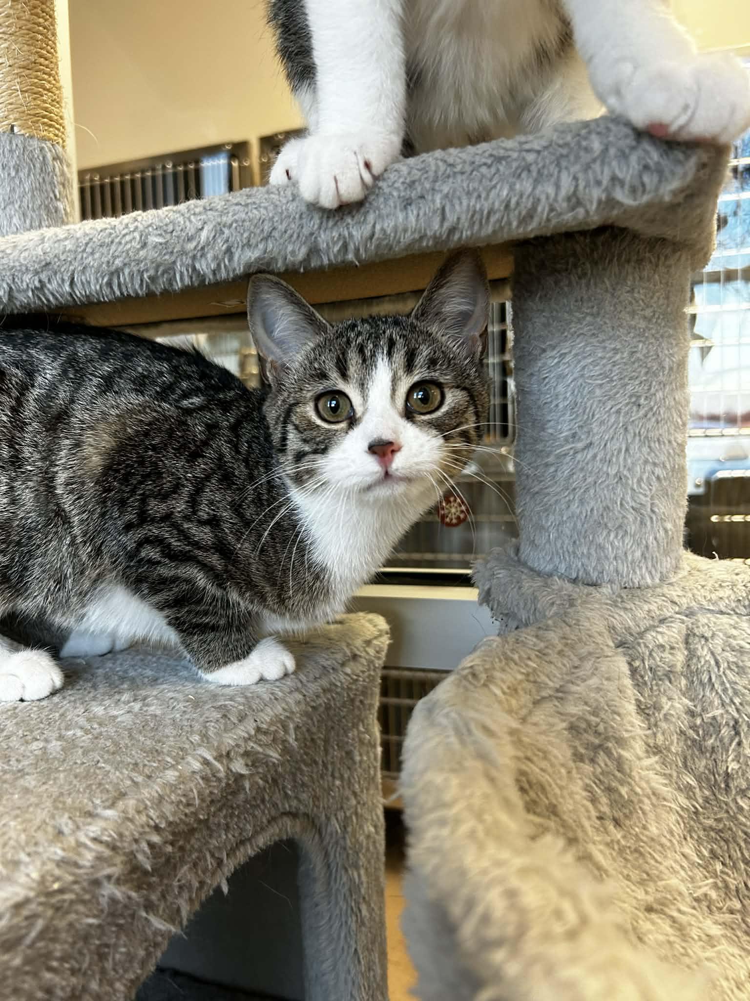 Enlarge Figaro, an adopted mixed breed in Chambersburg, PA image 1/1