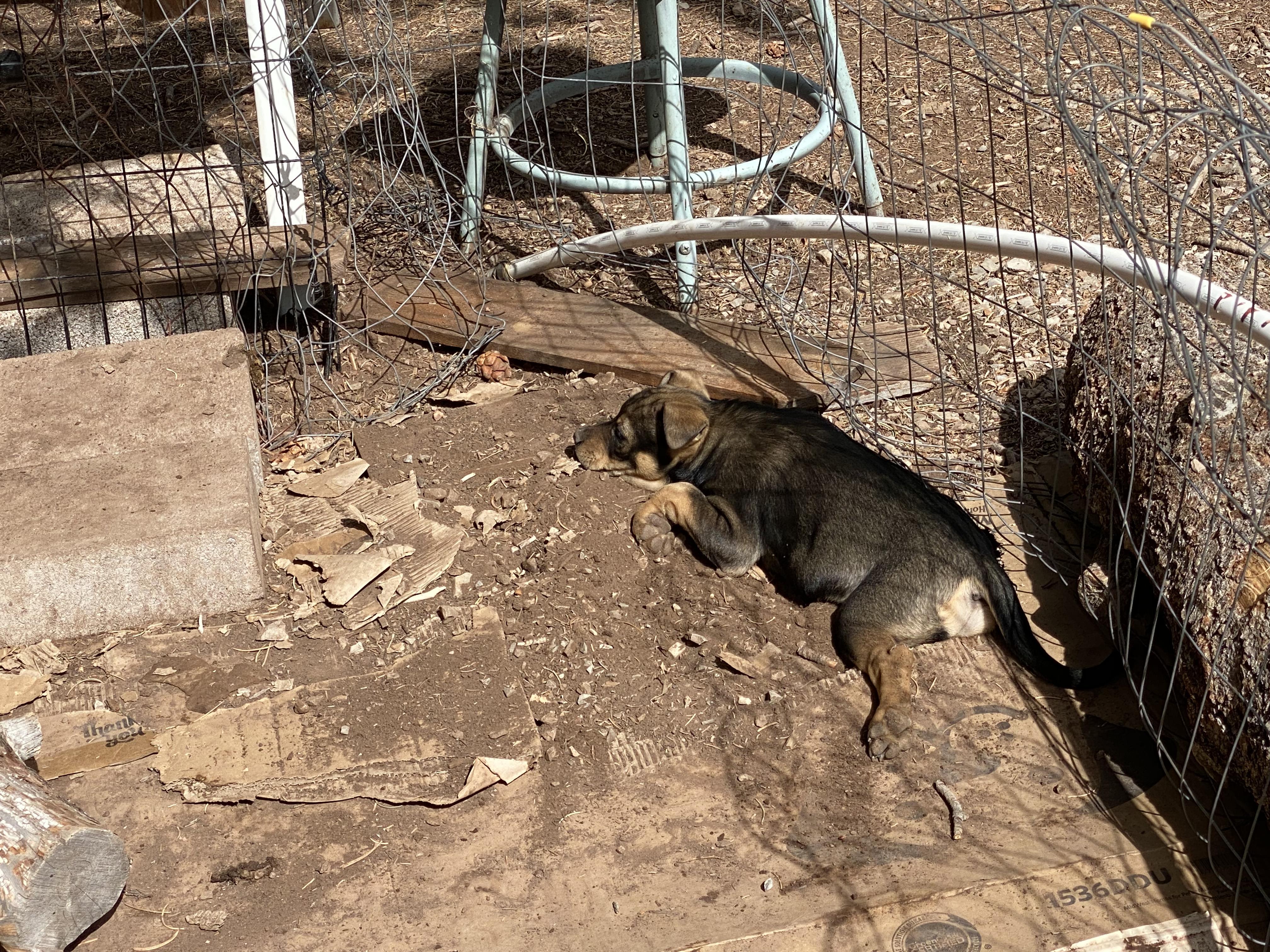 Enlarge Francis, a Adoptable mixed breed in Boulder, CO image 5/5
