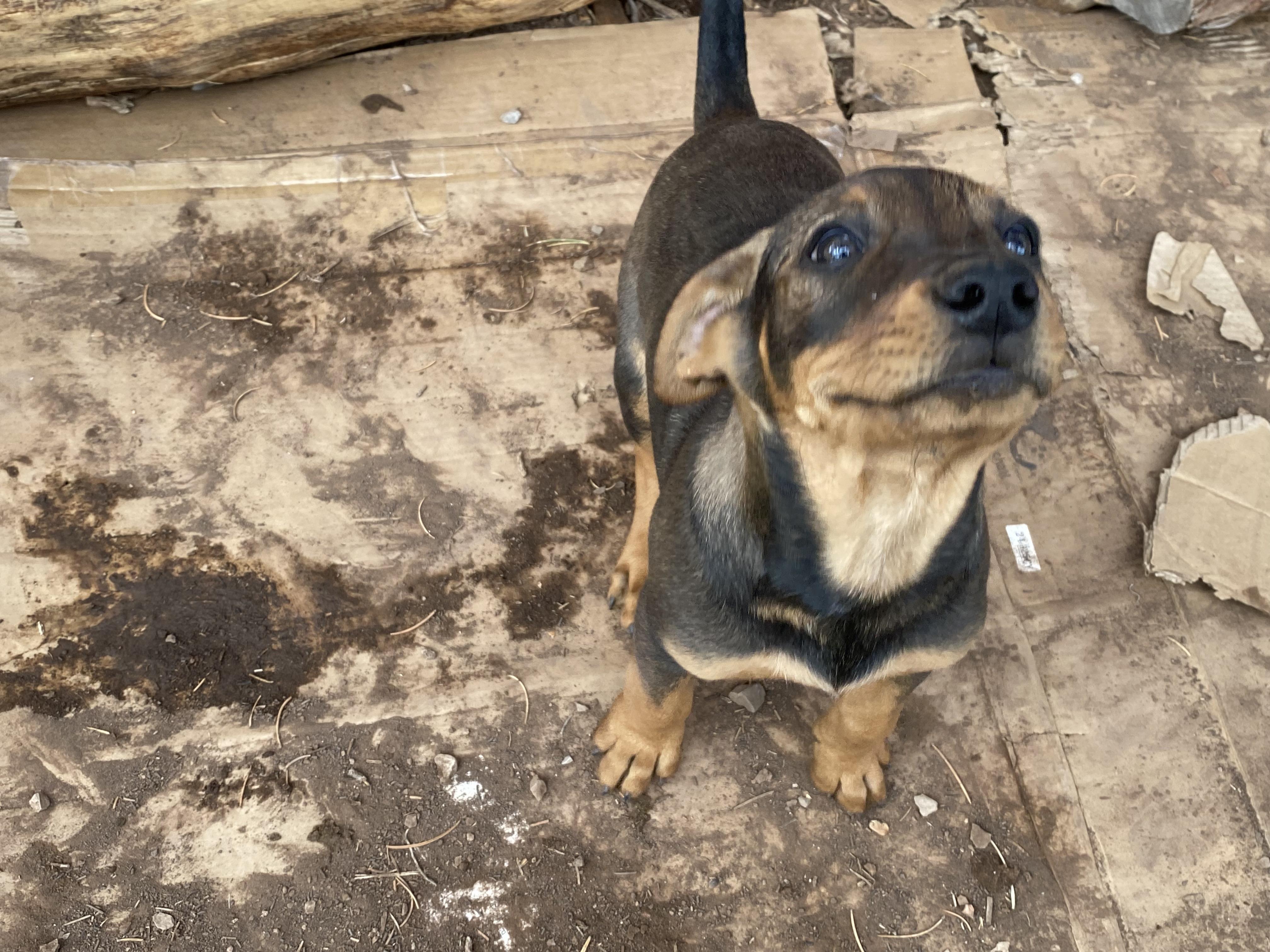 Enlarge Francis, a Adoptable mixed breed in Boulder, CO image 4/5