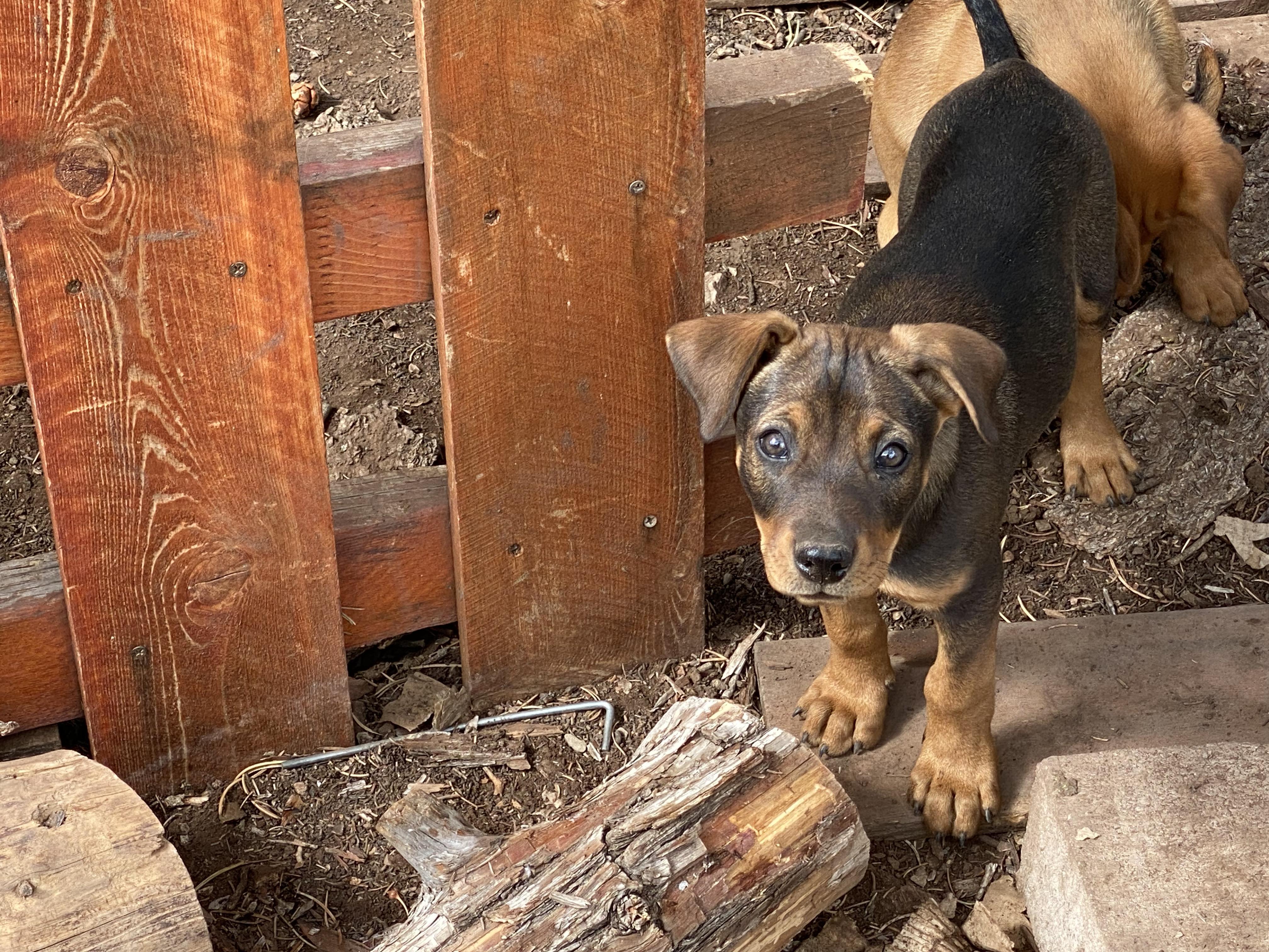 Enlarge Francis, a Adoptable mixed breed in Boulder, CO image 3/5