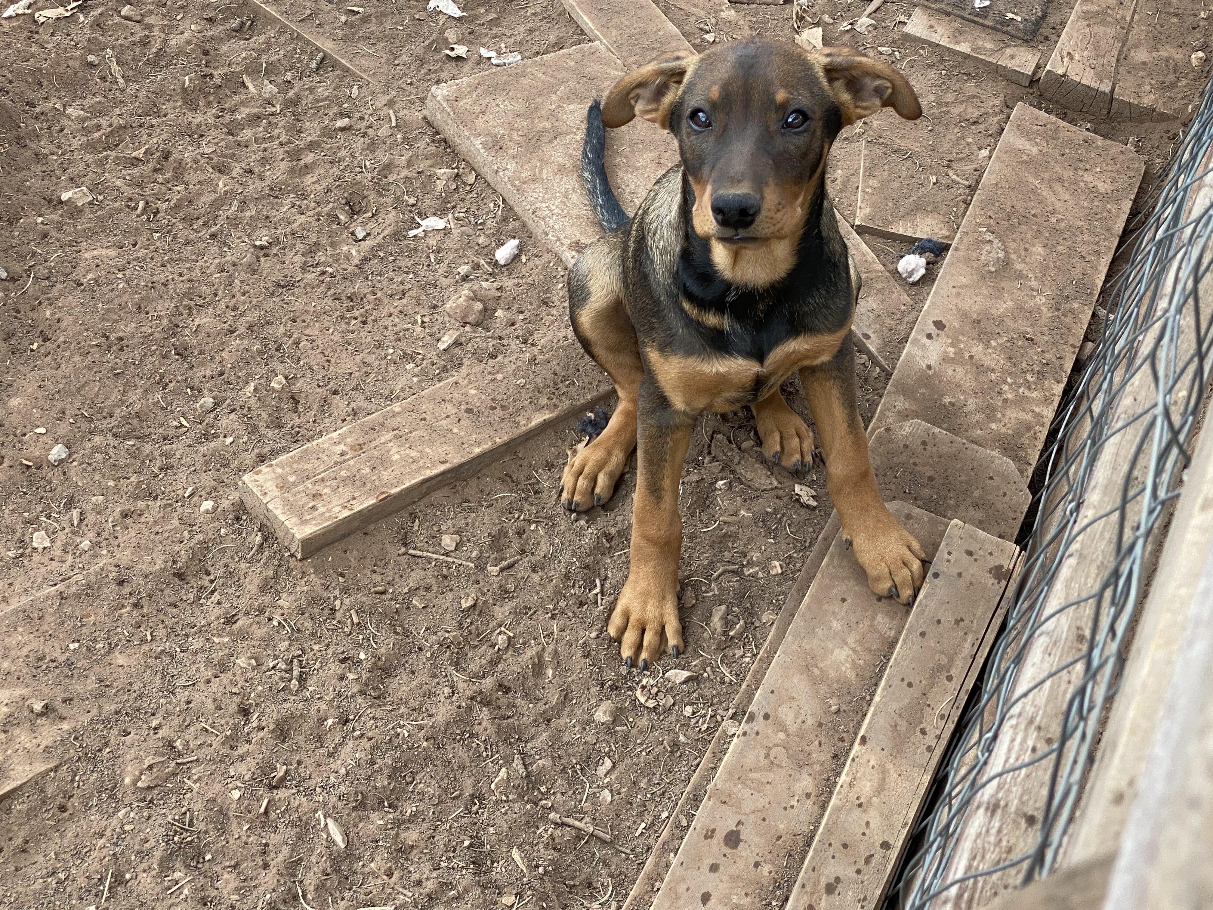 Francis, Adoptable, Puppy Male Cattle Dog & Dachshund.