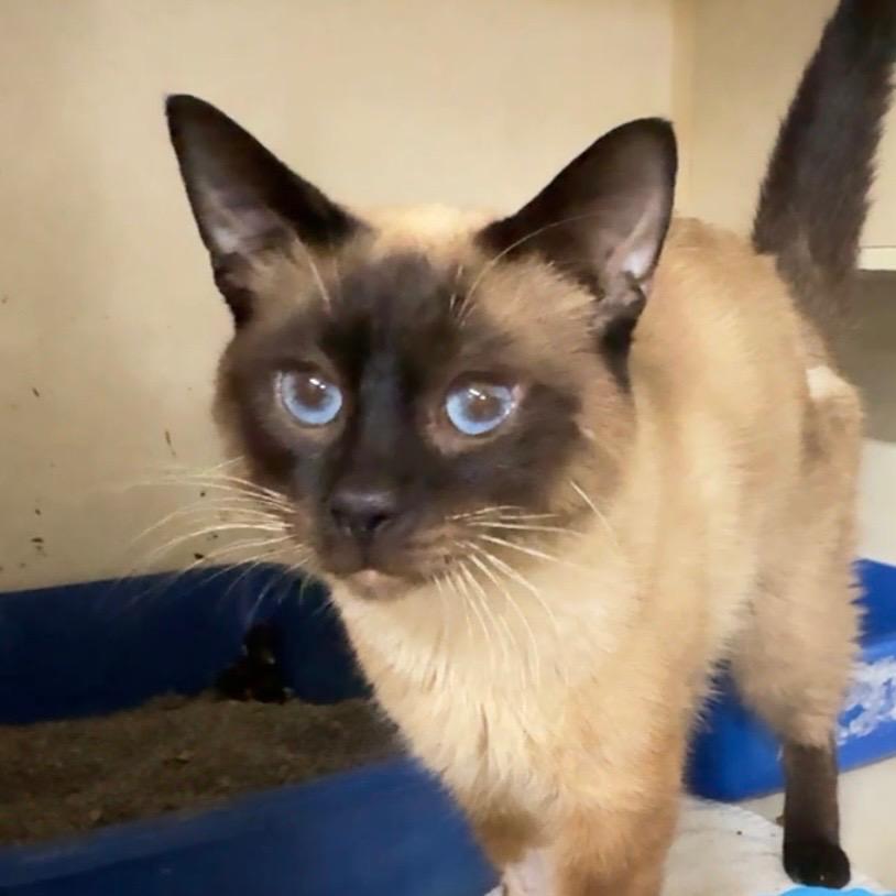 VICTOR (SAMURAI), Adopted, Adult Male Domestic Short Hair & Siamese.