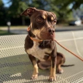 Magnolia (20260131-03)