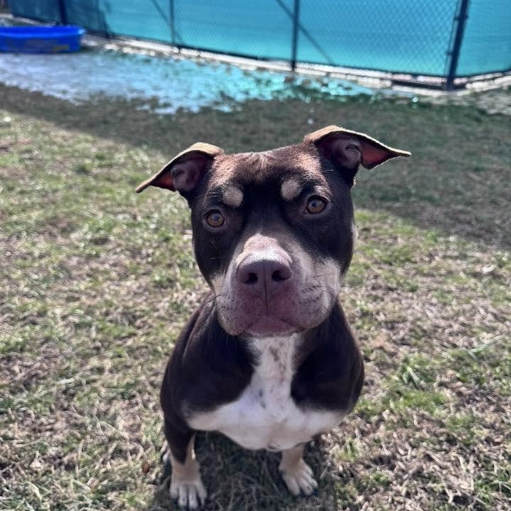 Magnolia (20260131-03) — thumbnail 3