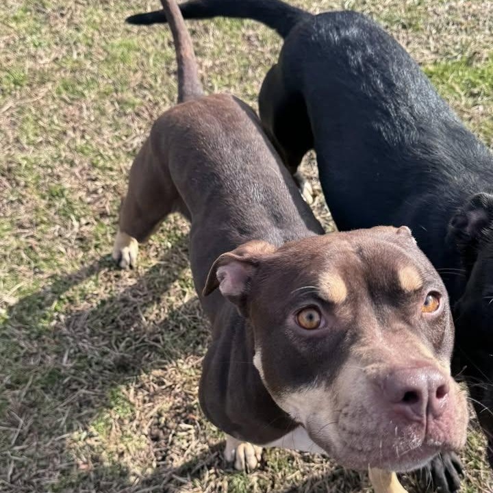 Magnolia (20260131-03) — thumbnail 4