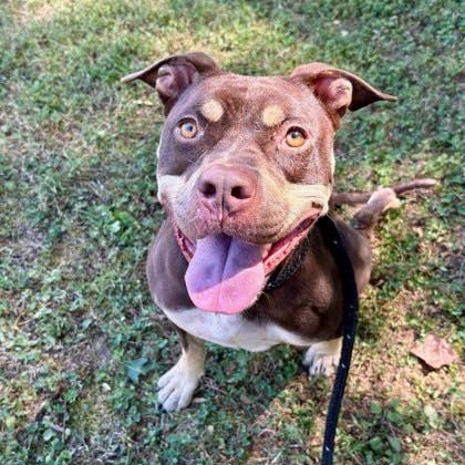 Magnolia (20260131-03) — thumbnail 5