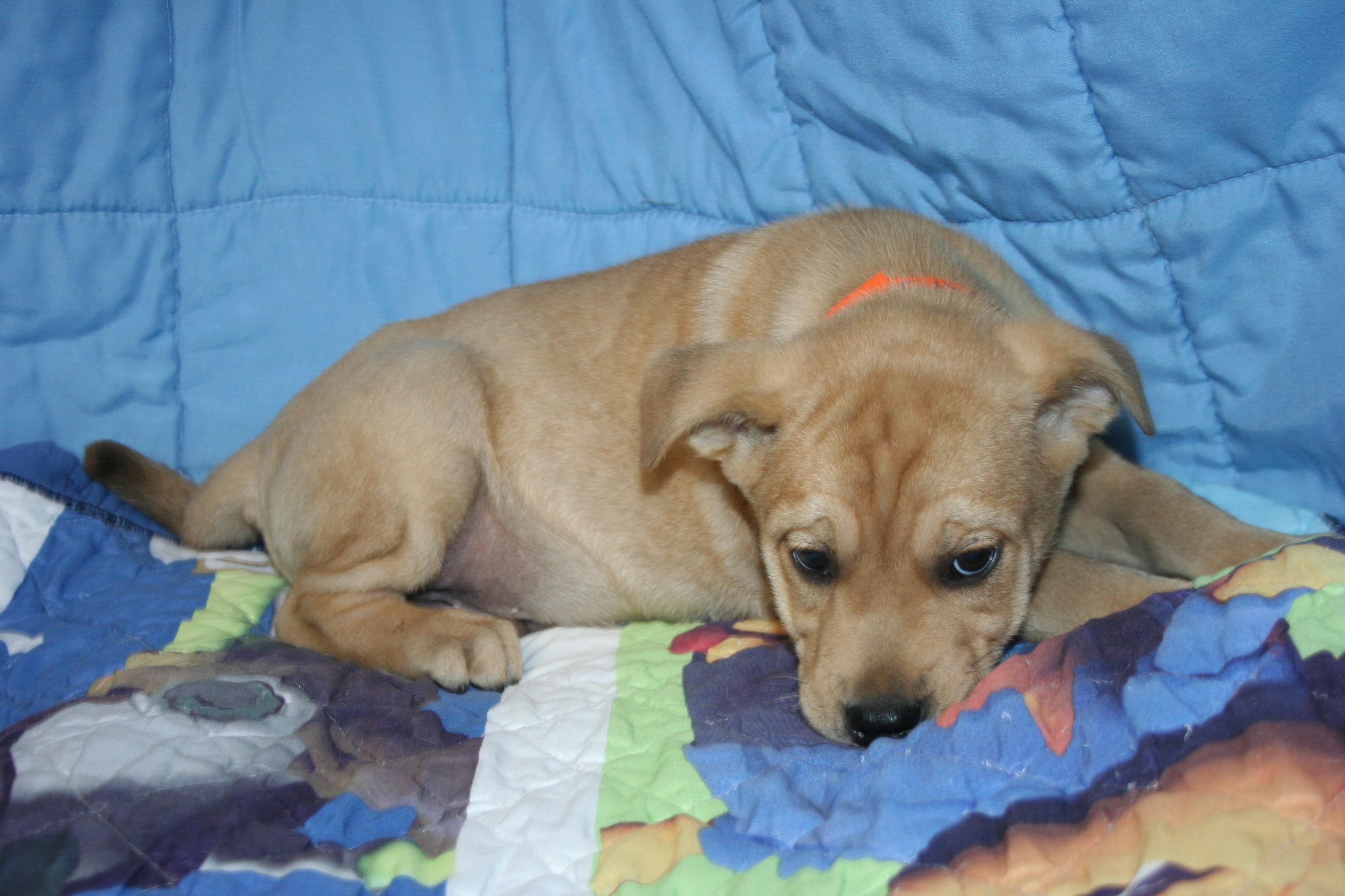 Charlie - ABC puppy