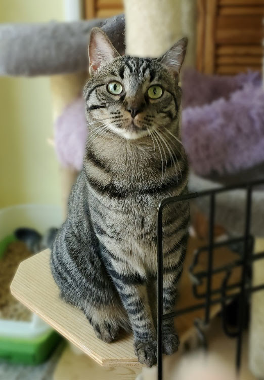 Enlarge Paige, a Adoptable Domestic Short Hair in Davis, CA image 1/6