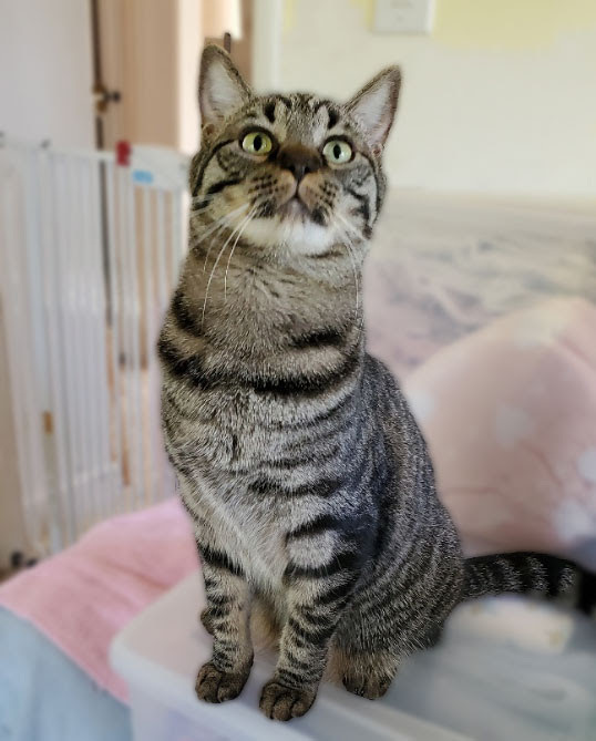 Enlarge Paige, a Adoptable Domestic Short Hair in Davis, CA image 2/6