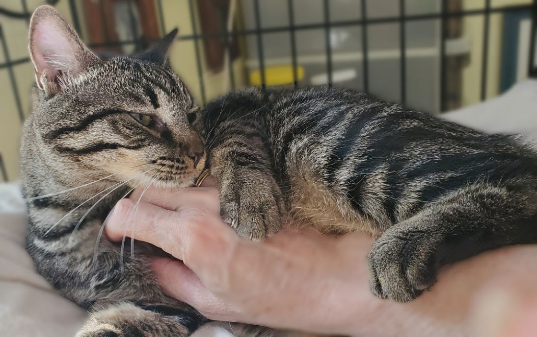 Enlarge Paige, a Adoptable Domestic Short Hair in Davis, CA image 3/6