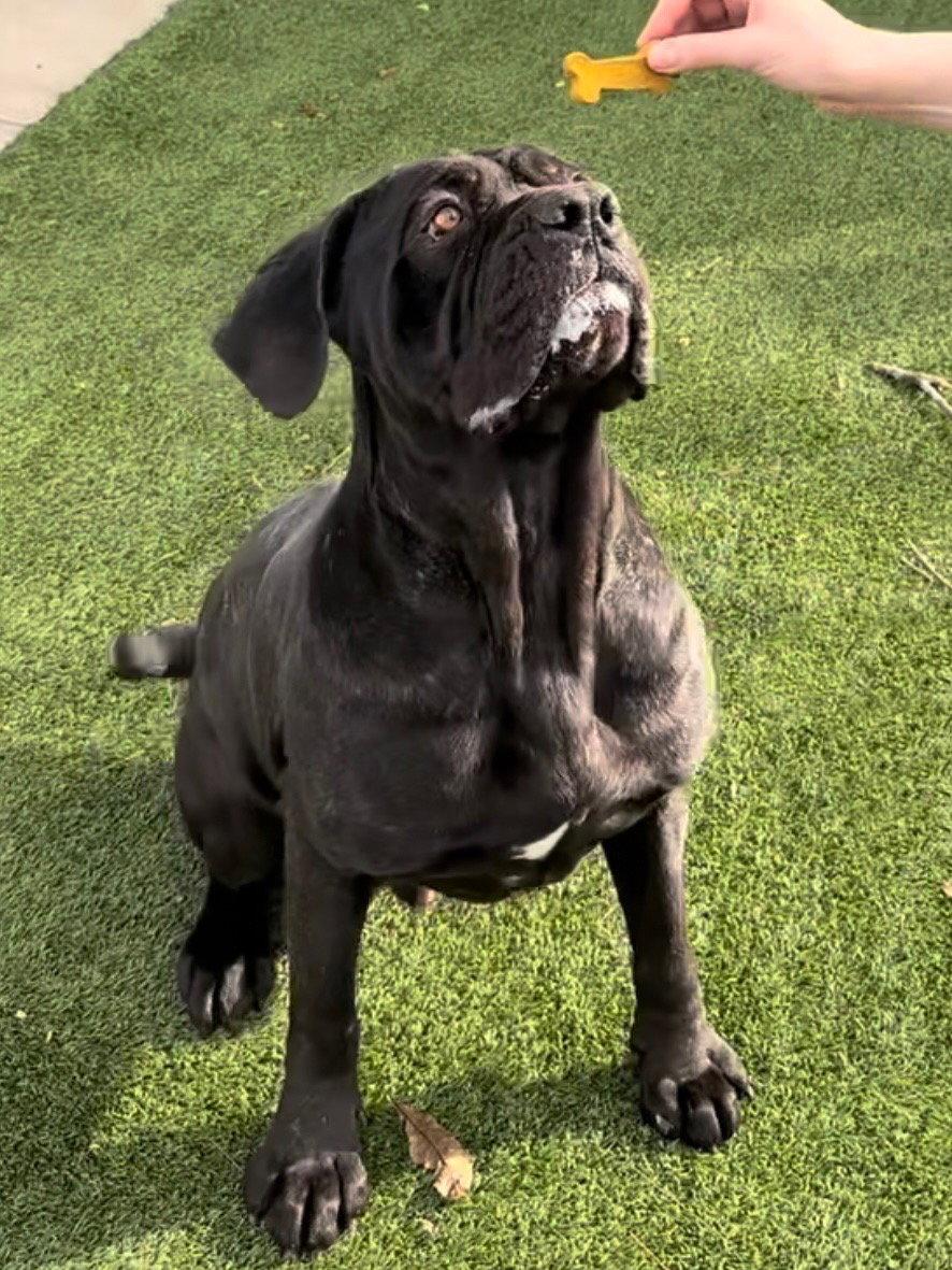 Enlarge Armando, a Adopted mixed breed in Saint Charles, MO image 1/3