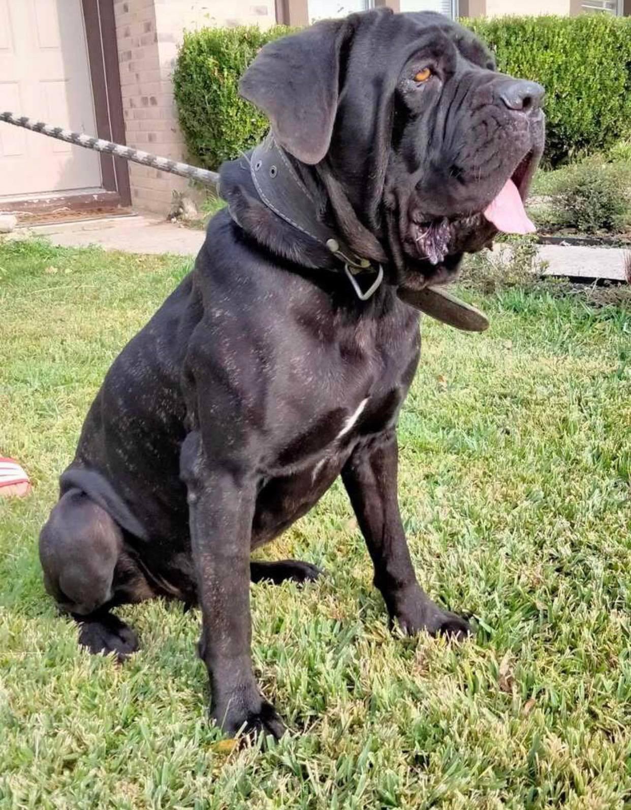 Enlarge Armando, a Adopted mixed breed in Saint Charles, MO image 2/3