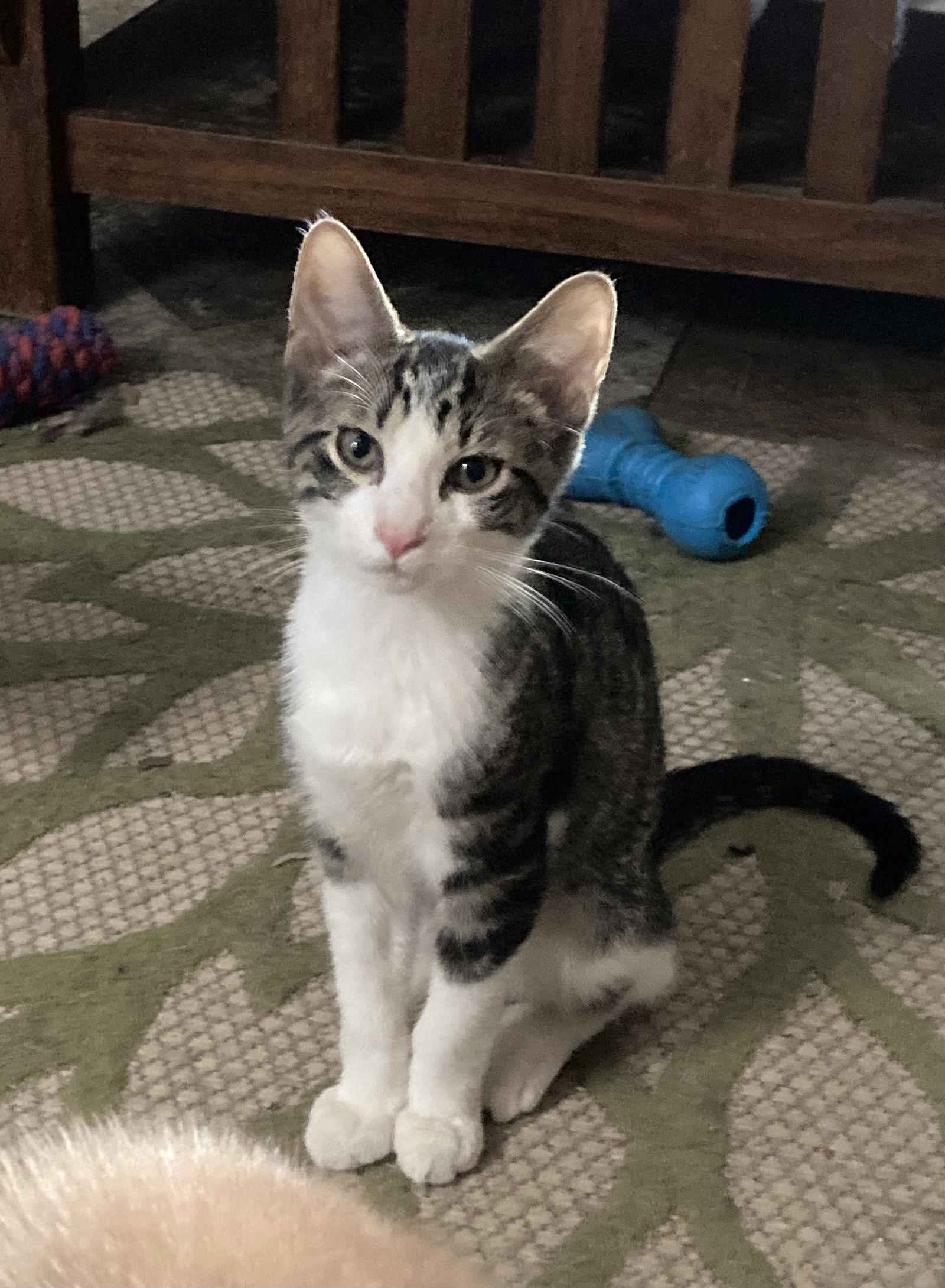 Enlarge Charlie in OHIO, a Adoptable Domestic Short Hair in Rochester Hills, MI image 1/2