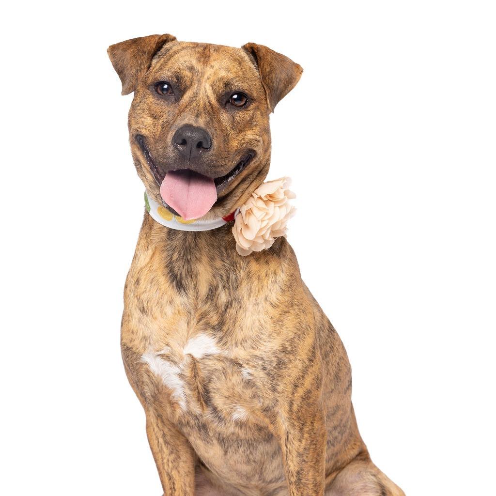 Sunshine, Adoptable, Adult Female Hound.