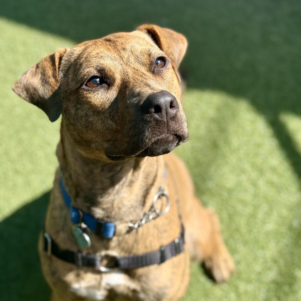 Sunshine, Adoptable, Adult Female Hound.