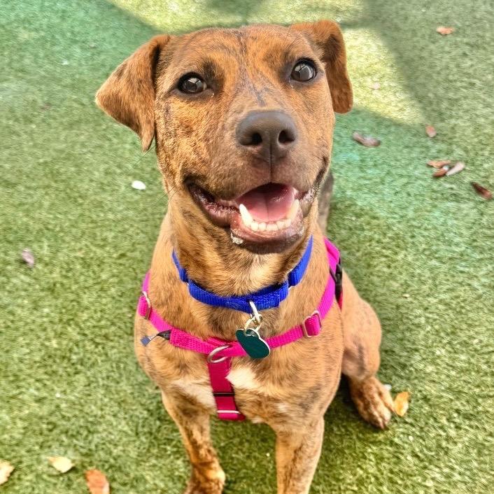 Sunshine, a Adoptable Hound in Fort Lauderdale, FL image 2/6