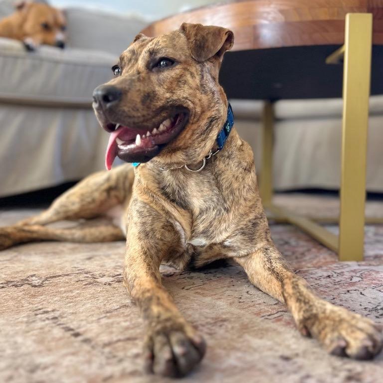 Sunshine, a Adoptable Hound in Fort Lauderdale, FL image 3/6