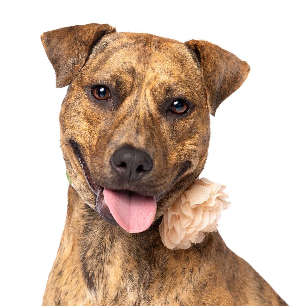 Enlarge Sunshine, a Adoptable Hound in Fort Lauderdale, FL image 3/6