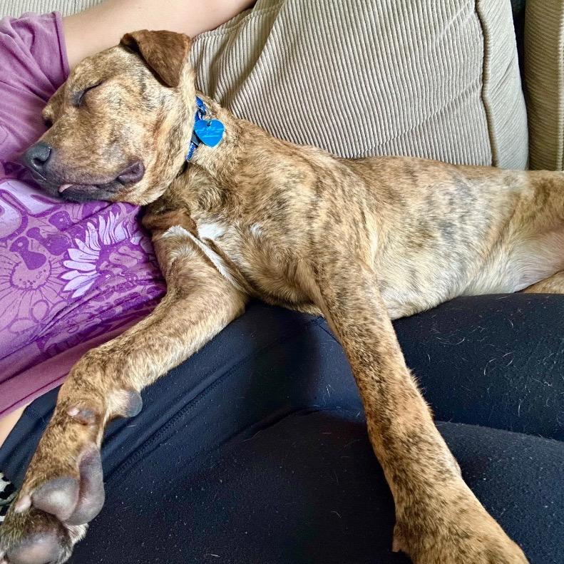 Sunshine, a Adoptable Hound in Fort Lauderdale, FL image 4/6
