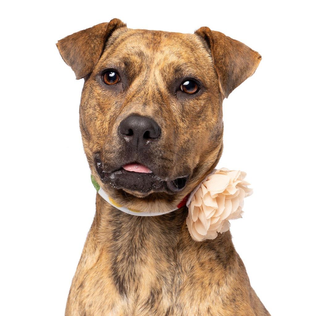 Enlarge Sunshine, a Adoptable Hound in Fort Lauderdale, FL image 5/6