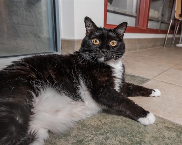 Enlarge MAC, a Adoptable Domestic Short Hair in Raleigh, NC image 1/1