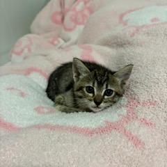 Honey, Adoptable, Kitten Female Domestic Short Hair.