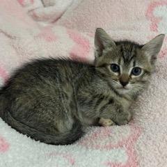 Enlarge Honey, a Adoptable Domestic Short Hair in Baytown, TX image 2/6