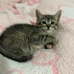 Enlarge Honey, a Adoptable Domestic Short Hair in Baytown, TX image 3/6