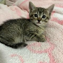 Enlarge Honey, a Adoptable Domestic Short Hair in Baytown, TX image 4/6