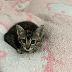 Enlarge Honey, a Adoptable Domestic Short Hair in Baytown, TX image 5/6